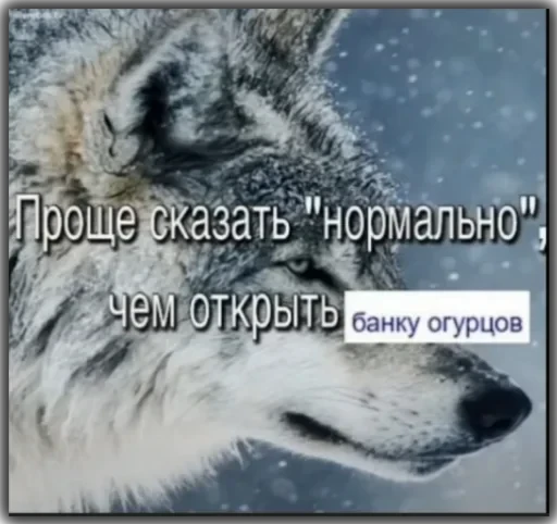 Волки — 22