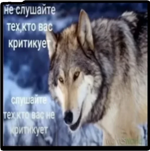 Волки — 26