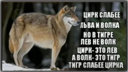 Волки — 4