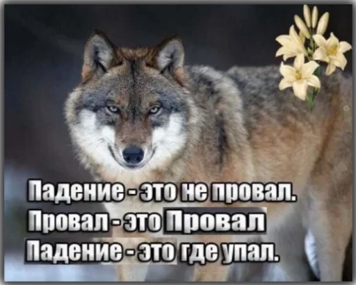 Волки — 5