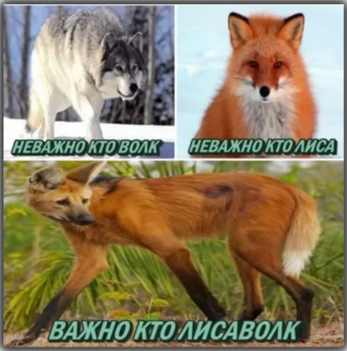 Волки — 8