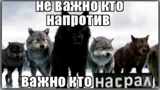 Волки — 9