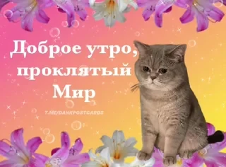 * Всратые Открытки — 24