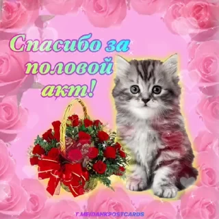 * Всратые Открытки — 35