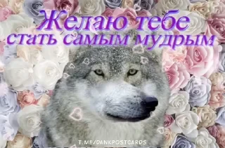 * Всратые Открытки — 39