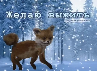 * Всратые Открытки — 9