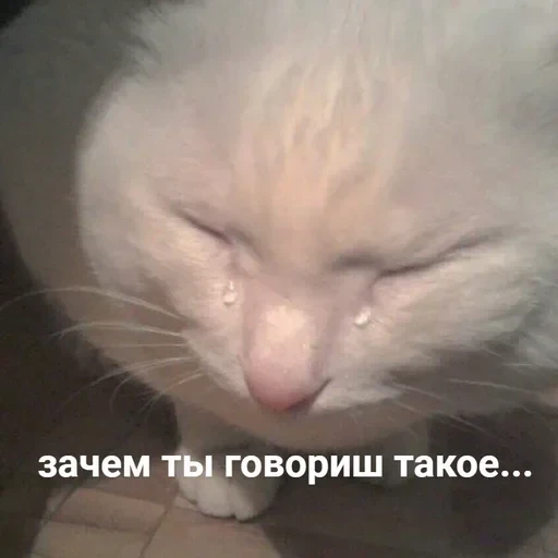Жизень 🙀 — 11