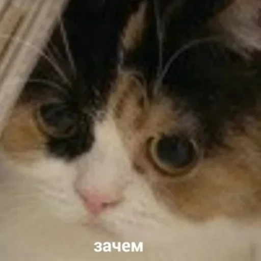 Жизень 🙀 — 16