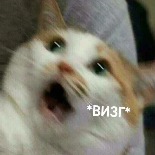Жизень 🙀 — 19
