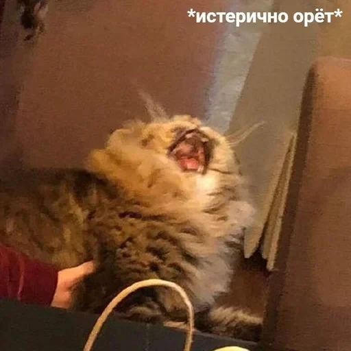 Жизень 🙀 — 25