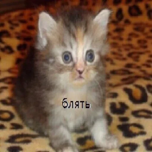Жизень 🙀 — 27