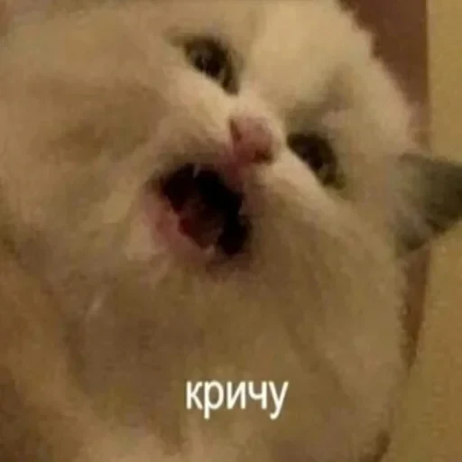 Жизень 🙀 — 4