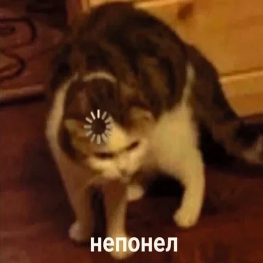 Жизень 🙀 — 35