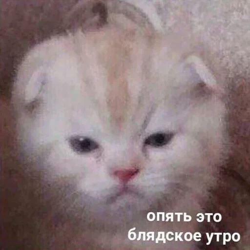 Жизень 🙀 — 40
