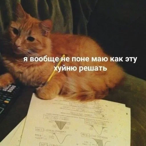 Жизень 🙀 — 5