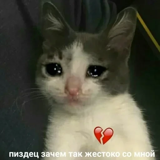 Жизень 🙀 — 53