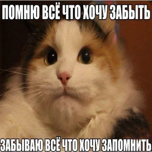 Жизень 🙀 — 59