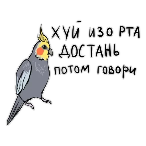 Злі папуги — 25