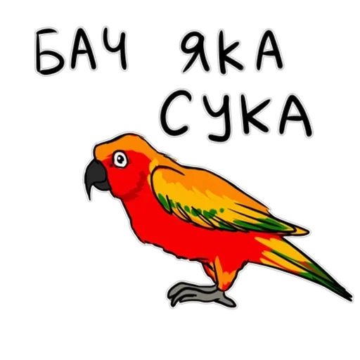 Злі папуги — 30