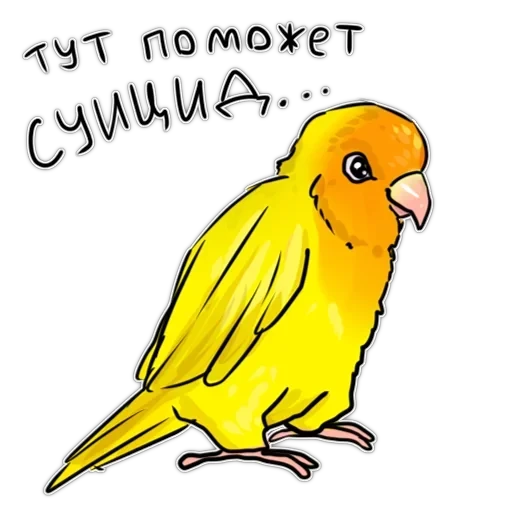 Злі папуги — 40