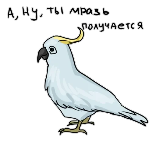 Злі папуги — 43
