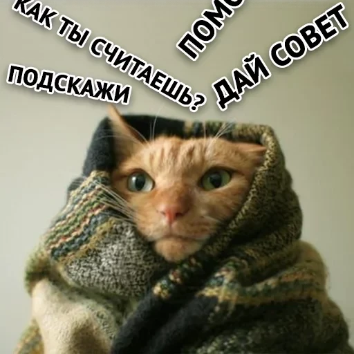 Злойпак — 12