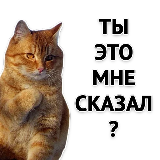 Злойпак — 5
