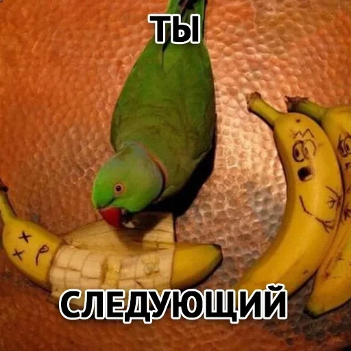 Злойпак — 8