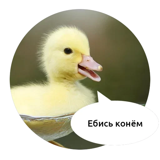 Злые зверята — 11