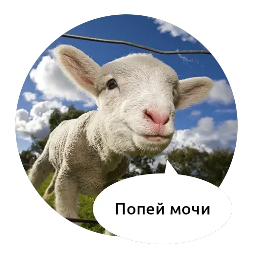 Злые зверята — 12