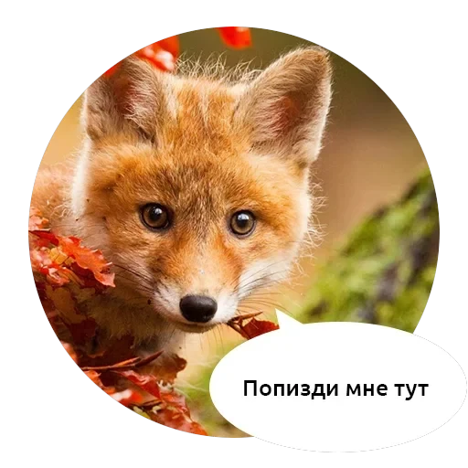 Злые зверята — 13