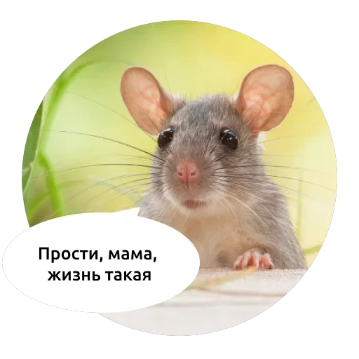 Злые зверята — 14