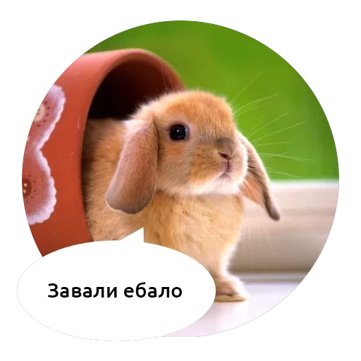 Злые зверята — 5