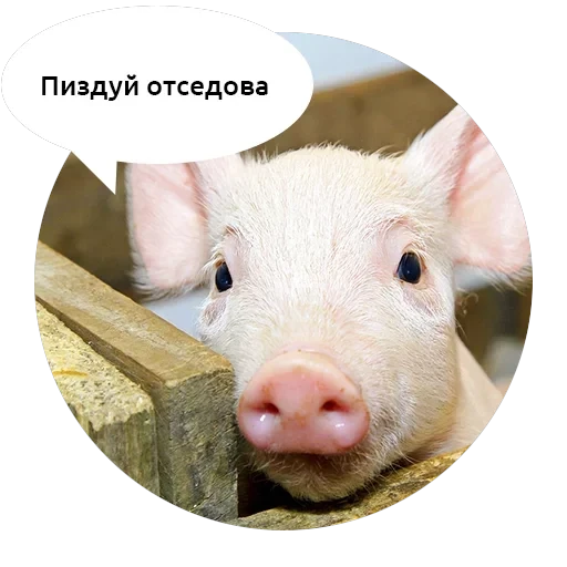 Злые зверята — 8