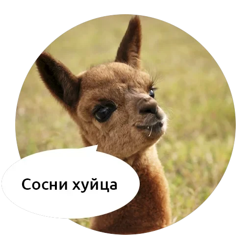 Злые зверята — 10
