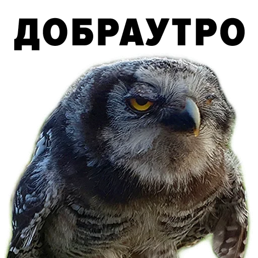 Зоодурдом — 14