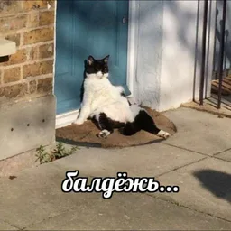 А может музы(ка)као?