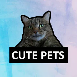 Cute pets