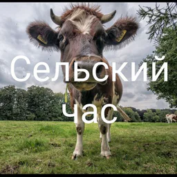 Сельский час