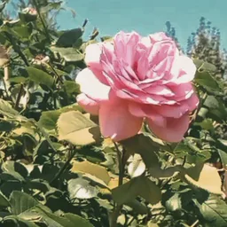 " — harmonynature — Telemetr - harmonynature</title>

        <link rel="preload" as="script" href="/templates/assets/lib/js/jquery-3.4.1.min.js">

    <script src="https://browser.sentry-cdn.com/10.19.0/bundle.tracing.min.js" integrity="sha384-zbuHaHXLSVPvJOVRd6SITV/fj+tY6EnwhO5Jcomq/NlaQi9Igr5d/RZd9PCPm3yV" crossorigin="anonymous"></script>
    <script>
                if (typeof Sentry !== 'undefined') {
            Sentry.init({
                dsn: 'https://cf4d2131fe97576bf3a02da97da58f08@sentry.ch20a.tmtr.io/4',
                environment: 'prod',
                tracesSampleRate: 0.1,
                sendDefaultPii: 1,
                integrations: [Sentry.browserTracingIntegration()]
            });
                    }
    </script>


            
    <script>
        var _userUsesNewDesign =  false ;
        window.user = {
            'isAuthorized': false,
            'isStaff': false,
            'metrikaSegment': 'guest',
            'data': {
                'registered_at': null            },
            'tariff': [],
                        'demo': null        };
    </script>

        
    
    <link href="/templates/assets/vendors/general/bootstrap-select/dist/css/bootstrap-select.css" as="style"
          rel="stylesheet preload prefetch"/>
    <link href="/templates/assets/vendors/general/bootstrap-switch/dist/css/bootstrap3/bootstrap-switch.css" as="style"
          rel="stylesheet preload prefetch"/>
    <link href="/templates/assets/vendors/general/select2/dist/css/select2.css" as="style"
          rel="stylesheet preload prefetch"/>
    <link href="/templates/assets/vendors/general/socicon/css/socicon.css" as="style"
          rel="stylesheet preload prefetch"/>
    <link href="/templates/assets/vendors/custom/vendors/line-awesome/css/line-awesome.css" as="style"
          rel="stylesheet preload prefetch"/>
    <link href="/templates/assets/vendors/custom/vendors/flaticon/flaticon.css" as="style"
          rel="stylesheet preload prefetch"/>
    <link href="/templates/assets/vendors/custom/vendors/flaticon2/flaticon.css" as="style"
          rel="stylesheet preload prefetch"/>
    <link href="/templates/assets/vendors/general/@fortawesome/fontawesome-free/css/all.min.css" as="style"
          rel="stylesheet preload prefetch"/>

    <link href="/templates/assets/css/demo1/style.bundle.css?v=2" as="style" rel="stylesheet preload prefetch"/>

    <link href="/public/build/css/legacy.CEXhwLlr.min.css" as="style" rel="stylesheet preload prefetch"/>

    <script src="/templates/assets/lib/js/jquery-3.4.1.min.js"></script>
        <script>
        window.jQuery || document.write('<script src="/templates/assets/lib/js/jquery-3.4.1.min.js?retry=1"><\/script>');
    </script>
    <script src="/templates/assets/lib/js/popper.min.js"></script>
    <script src="/templates/assets/lib/js/bootstrap.min.js"></script>
    <script src="/templates/assets/lib/js/js.cookie.js"></script>
    <script src="/templates/assets/lib/js/perfect-scrollbar.js"></script>

    <script src="/templates/assets/lib/js/typeahead.bundle.min.js" rel="preload" as="script"></script>
    <script src="/templates/assets/lib/js/handlebars.min.js" rel="preload" as="script"></script>

    <!--end:: Global Mandatory Vendors -->
    
    
    <style type="text/css">
        .kt-notification__item.bg-dark::after {
            display: none;
        }

        .form-control-highlighted-danger {
            border-color: #dc3545 !important;
            padding-right: 1rem;
            background-repeat: no-repeat;
            background-position: center right calc(0.375em + 0.325rem);
            background-size: calc(0.75em + 0.65rem) calc(0.75em + 0.65rem);
        }

        @media (max-width: 1024px) {
            #btn_auth, #btn_reg {
                padding-top: 6px !important;
            }
        }
    </style>

        
        
    <link href="/public/build/css/darkmode_legacy.B0xzkc0c.min.css"
          rel="stylesheet"
          data-dark-theme
          disabled    />
    <link href="/public/build/css/darkmode.CClhnD0f.min.css"
          rel="stylesheet"
          data-dark-theme
          disabled    />

    <script>
        document.addEventListener('DOMContentLoaded', () => {
            document.addEventListener('click', (event) => {
                const button = event.target.closest('#button-copy-promo-code');
                if (!button) {
                    return;
                }

                const promoCode = document.getElementById('promo-code-ya-business');
                const temp = document.createElement('input');
                document.body.appendChild(temp);
                temp.value = promoCode ? promoCode.textContent : '';
                temp.select();
                document.execCommand('copy');
                temp.remove();

                button.textContent = 'Тест скопирован!';
            });
        });
    </script>

    <script type="module" src="/public/build/js/main.DMK7mwhL.min.js" defer></script>

        </head>


<div class="auth-block">
    
            <div id="modal_start_auth_tg" class="modal fade auth-modal" tabindex=