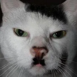 ipizdunok