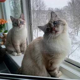 Коты, кошки и нейросеть