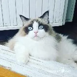 🐈МИЛОТА ЗАШКАЛИВАЕТ🐶