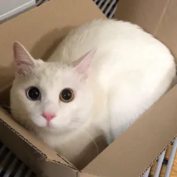 My cat is meme