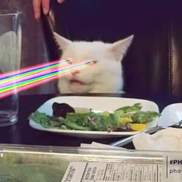 Кот сыт!