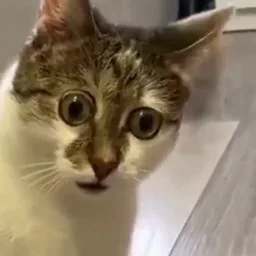 Смешные видео про животных | Funny Animals