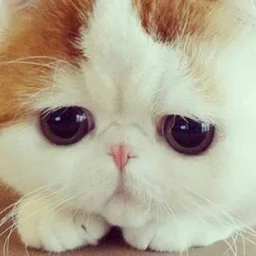 💋Funny💋Video Animals😺Смешные Животные|Юмор|Приколы|Гифки|Котики|Мемы|Приколы|Звери|Питомцы|Видео|